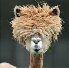 Alpacas With Hilarious Hair Grappige Dieren Dieren Gekke Dieren