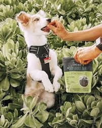 All american pet proteins 2.9. Exploring Alternative Proteins And Their Place In Pet Food 2020 10 27 Pet Food Processing
