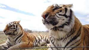 Its black and orange stripes put these solitary animals apart from the rest of the species. Hay Mas Tigres En Cautiverio En Ee Uu Que En La Naturaleza En El Mundo