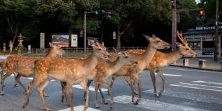 Uomo in quarantena e gli Animali si riprendono i propri spazi ...