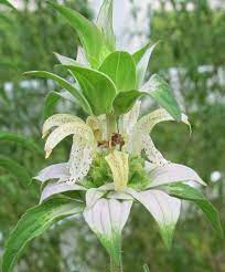 Florida Native Plant Society Blog Wild Dotted Horsemint An Appreciation Of Its Scent Is A Learned Practice Good Florida Native Plants Native Plants Plants