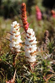 Image result for Scoparia