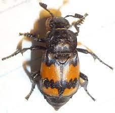 Maybe you would like to learn more about one of these? Black And Orange Flying Beetle Nicrophorus Defodiens Bugguide Net
