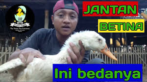 Meski demikian, memang umumnya warna rambut dan kulit mamalia tidak secerah burung, serangga, atau reptil. Perbedaan Bebek Jantan Dan Betina Youtube