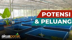 Saya sering diajukan soalan oleh pengusaha atau penternak baru yang ingin menceburi bidang. Potensi Peluang Bisnes Ternakan Udang Kara Lobster Air Tawar S Maju Agro Venture Youtube