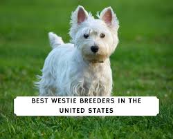 We did not find results for: West Highland Terrier Puppies For Sale