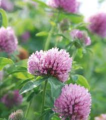 Red Clover Clover Flower Beautiful Flowers Colorado Wildflowers
