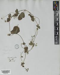 Image result for Pseudarthria