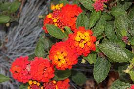 24 Plants Poisonous To Dogs And Cats Garden Design