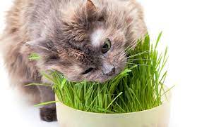 Cat Grass Seeds Organic Seeds Heirloom Open Pollinatednon Etsy Indoor Cat Garden Cat Grass Cat Garden
