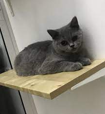 Aiden British Shorthair Home Facebook