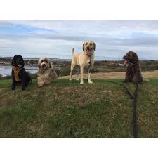 At care.com, we realize that cost of care is a big consideration for families. Tlc Pet Care Dog Walking Services Dundee Dog Walking Yell