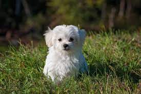 Find maltese dogs and puppies from idaho breeders. Maltese Dog Names 99 Adorable Ideas For Maltese Pups