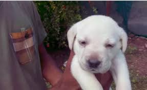 Hari automobiles sundharapuram coimbatore old biks in coimbatore all model bikes selling buyin. Old Lab Puppy Male For Sale Coimbatore Coimbatore Adaalo