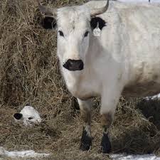 The Newest Addition To Our Ancient White Park Cattle Herd March 24 2013 Barnyard Animals Cow Calf Animal Magic