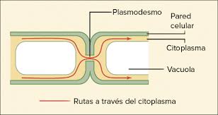 1 La Estructura De Una Celula Biologia Ciencia Khan Academy Union Celular Khan Academy Pared Celular
