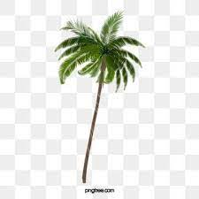 Tree Png Images Download 85000 Tree Png Resources With Transparent Background Tree Photoshop Coconut Vector Cartoon Trees