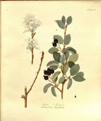 Image result for Amelanchier ovalis