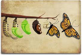 3.0 out of 5 stars 1. Amazon Com Monarch Butterfly Lifecycle 9x12 Art Print Wall Decor Travel Poster Posters Prints