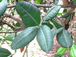 Image result for Garcinia livingstonei