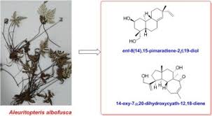 Image result for Sinopteridaceae