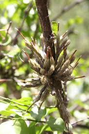 Image result for Indigofera subulifera