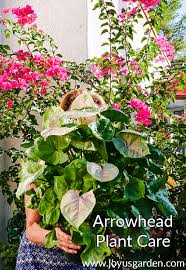 How to care for syngonium: Arrowhead Plant Care And Growing Tips Joy Us Garden
