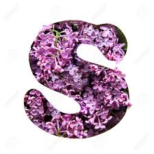Tons of awesome s letter design wallpapers to download for free. The Letter S Of The English Alphabet From A Beautiful Bright Purple Flowers Of Lilac In A White Stencil Stock Photo Picture And Royalty Free Image Image 108881750