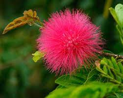 Video i 4k og hd klar til næsten enhver nle nu. Calliandra Haematocephala Gardensonline