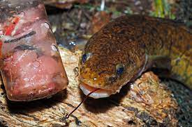 Quappen Schnappen Angeln Zander Angeln Fische