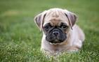 Chug: Chihuahua Pug Mix - Dogable