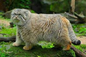 Bunlar Nasil Vahsi Olabilir Ya Diyeceginiz Tam Evde Beslemelik 19 Kedi Turu Pallas Kedisi Kedi Cok Sirin Hayvanlar