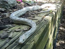 Black And White Corn Snake Morph Indigo The Albino Ghost Morph Pattern Corn Snake Corn Snake Snake Albino