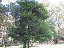 Image result for Suregada