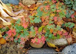 Image result for Geranium sanguineum Max Frei