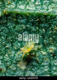 Image result for Tetranychidae grapevine