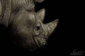 Rhino Canvas Nature Photography Animal Photography Black Etsy Animal Photography Nature Photography Animals Nature Photography