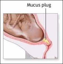 The Birth Teacher Mucous Plug Not For The Faint Of Heart