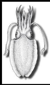 We did not find results for: 1 Sepia Orbignyana Dorsal View From Guerra 1992 Download Scientific Diagram