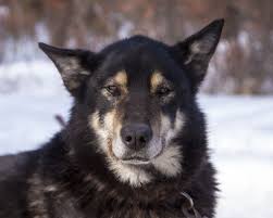 New Hampshire State Dog Chinook Dogs Domestic Dog Dog Lovers