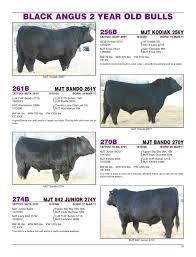 Ac/dc have referred to themselves as a rock and roll band, nothing more, nothing less. Mjt Cattle Back To The Basics Bull Sale 2013 By Everything Angus Issuu