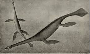 Image result for Phacelurus