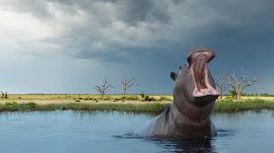 Image result for Hippocratea africana