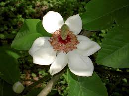 Rundwegdetails Kolner Grun Stiftung