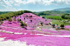 10 lugares pelo mundo que vao fazer voce questionar o que conhece sobre cores phlox subulata japan flower phlox flowers