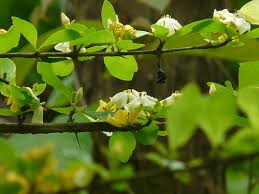 Image result for Catunaregam