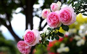 Rose Love Pink Nature Wallpaper Hd For Mobile Free Love Wallpaper Hd Nature 656628 Hd Wallpaper Backgrounds Download We have a massive amount of hd images that will make your computer or smartphone look absolutely fresh.