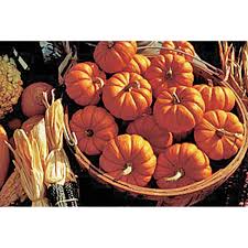 Maybe you would like to learn more about one of these? Jack Be Little Pumpkin Seeds Ne Seed