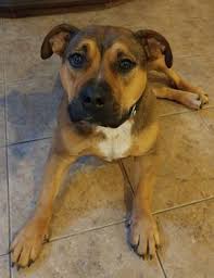 This type of mix is known to have health issues, and while they're a beautiful and wildly intelligent, they require plenty of attention and early socialization is key. 21 Mo Female German Shepherd Boxer Mix Dog For Adoption Sykesville Md Adopt Macki Today Boxer Mix German Shepherd Adoption Boxer Mix Puppies