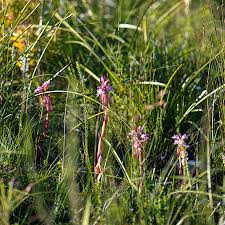 Image result for Satyrium compactum